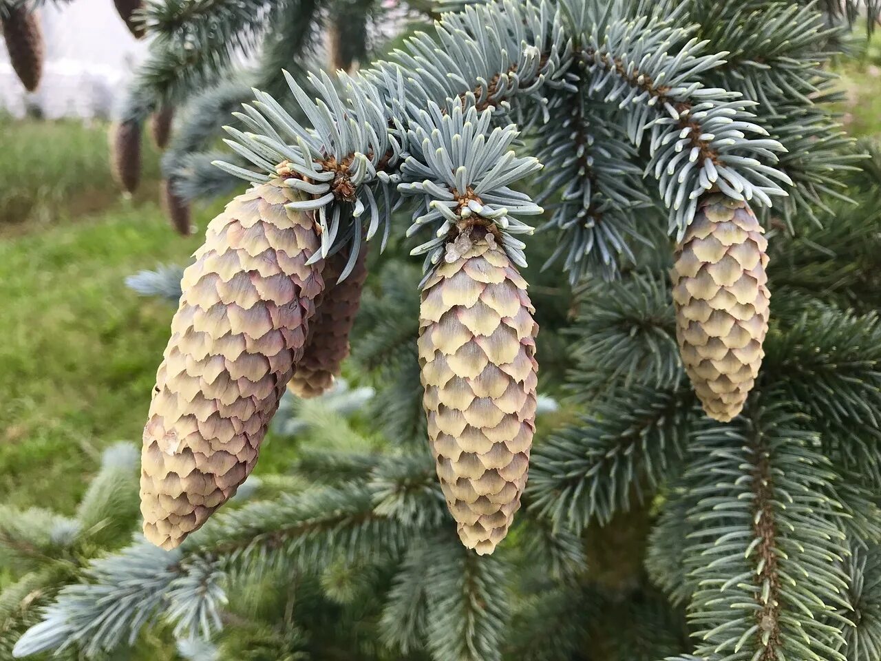 Шишки ели сибирской. Пихта Нордмана шишки. Ель Сибирская Picea obovata. Пихта Сибирская шишки. Пихтовая ель шишки.