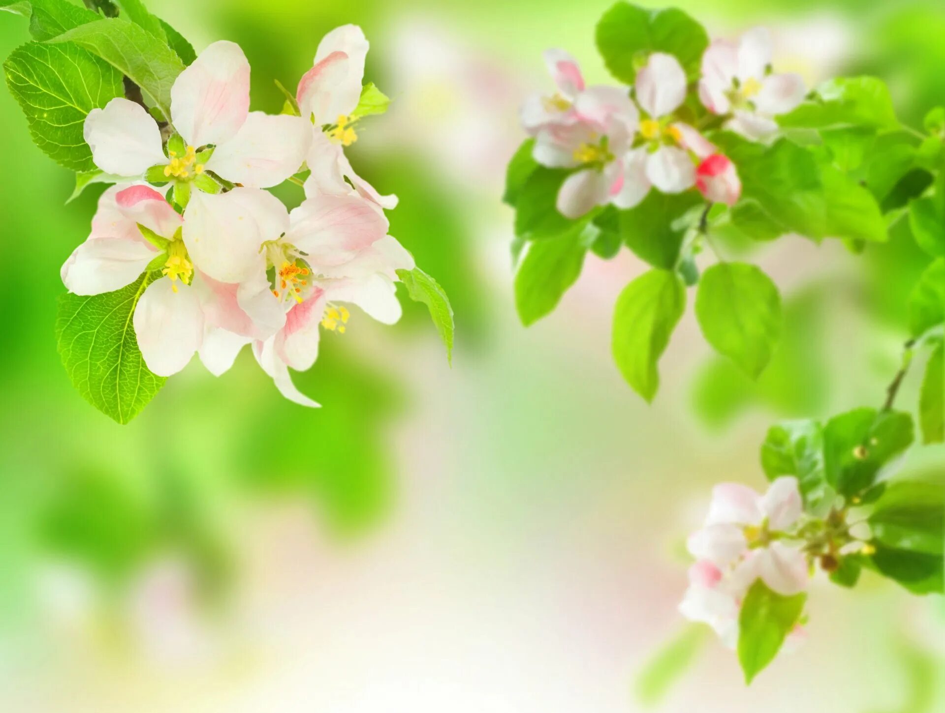 Стих про весну на татарском. Яблони в цвету. Цветочный фон. Яблоня цветёт.