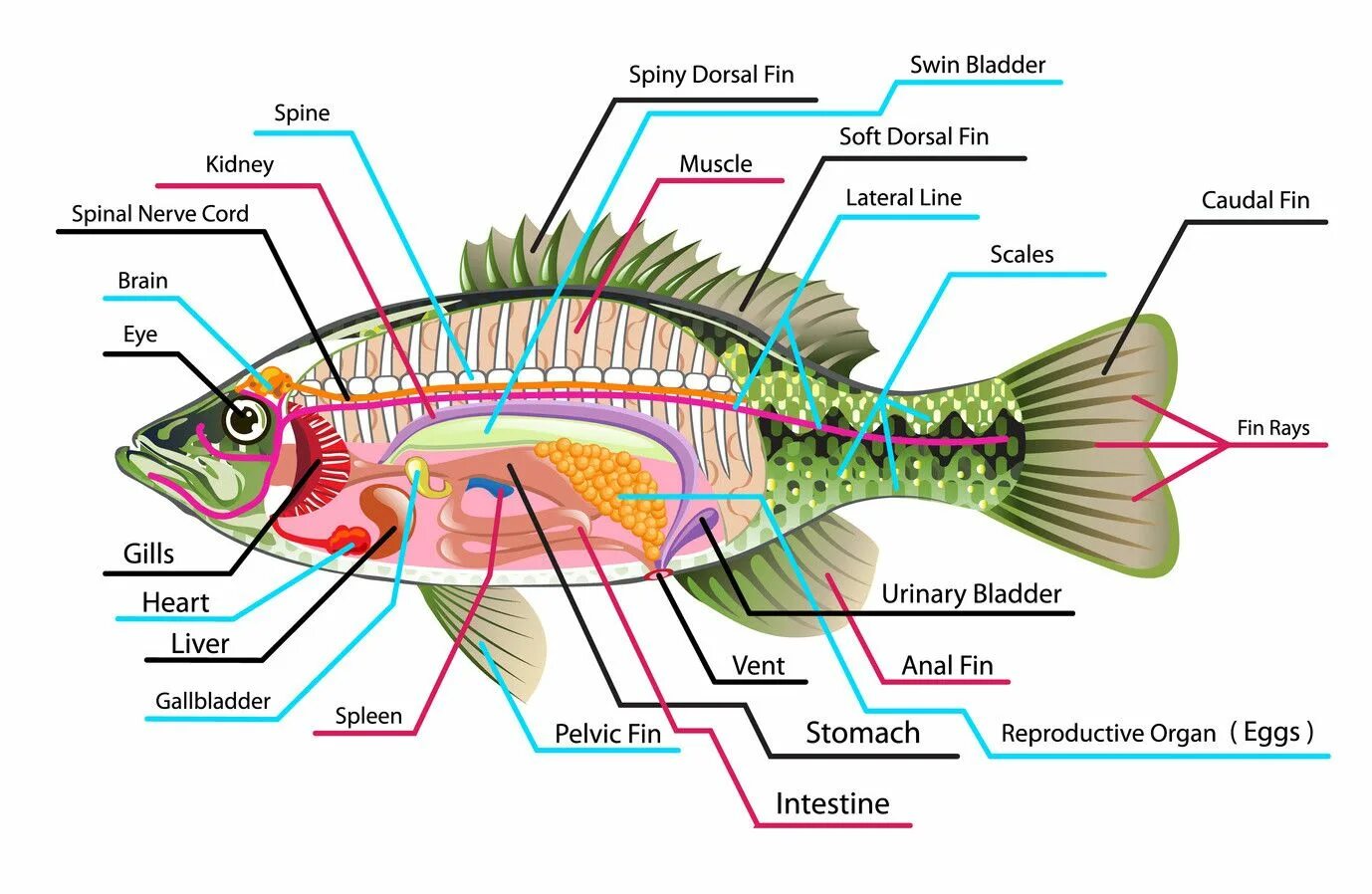 Рыба какой организм. Органы рыбы. Анатомия рыбы. Внутреннее строение рыбы форели. Анатомия рыб внутренние органы.