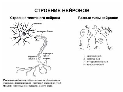 Строение нейрона таблица