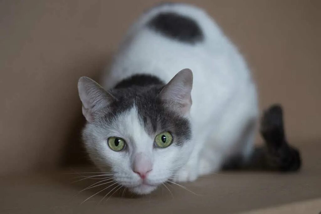 Анатолийская кошка белая. Белый кот с серыми пятнами. Белая кошка с серыми пятнами. Бело серая кошка. Серая кошка с черными пятнами