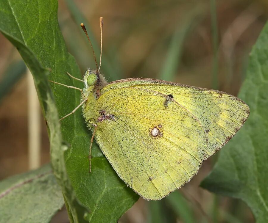 бабочка желтушка. желтушка шафрановая бабочка. желтушка луговая бабочка фото. желтушка луговая colias hyale. желтушка луговая бабочка фото.