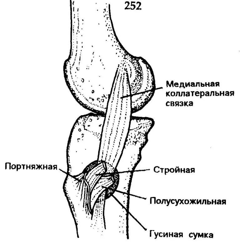 Лечим гусиную лапку. Поверхностная гусиная лапка коленного сустава анатомия. Гусиная лапка коленного сустава анатомия. Гусиная лапка сухожилия коленного сустава. Сухожилия гусиной лапки коленного сустава анатомия.