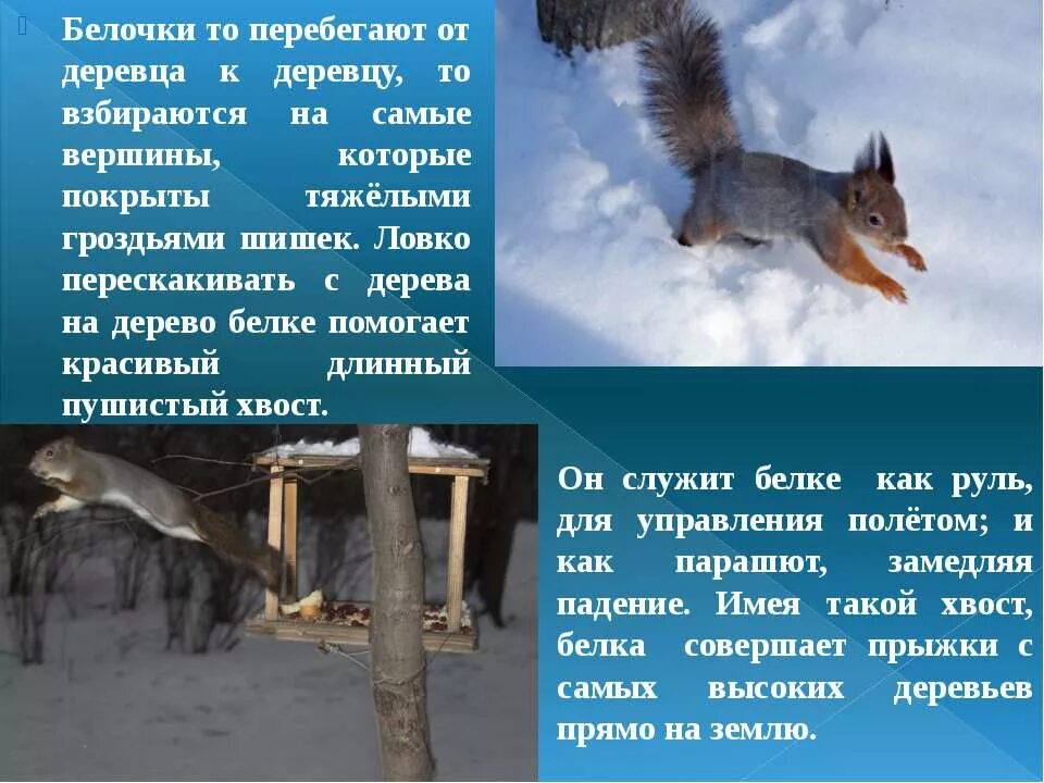 Как белка проводит зиму. Белка зимой презентация. жизнь животных зимой презентация. презентация зимняя жизнь птиц и зверей.. как зимуют белки.