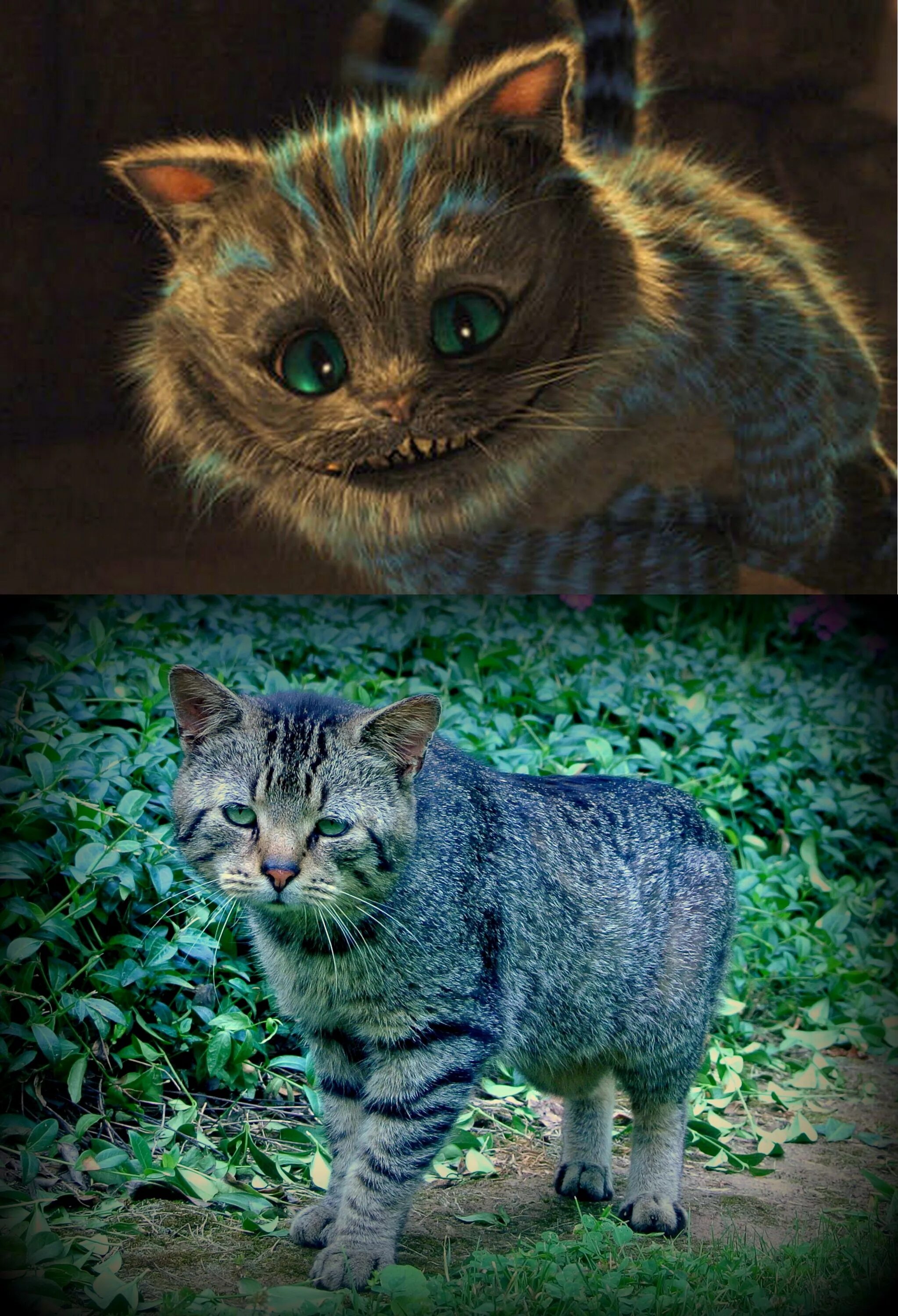 50 Before-And-After Photos Of Cats Growing Up Cats, Cat photo, Cats and kittens