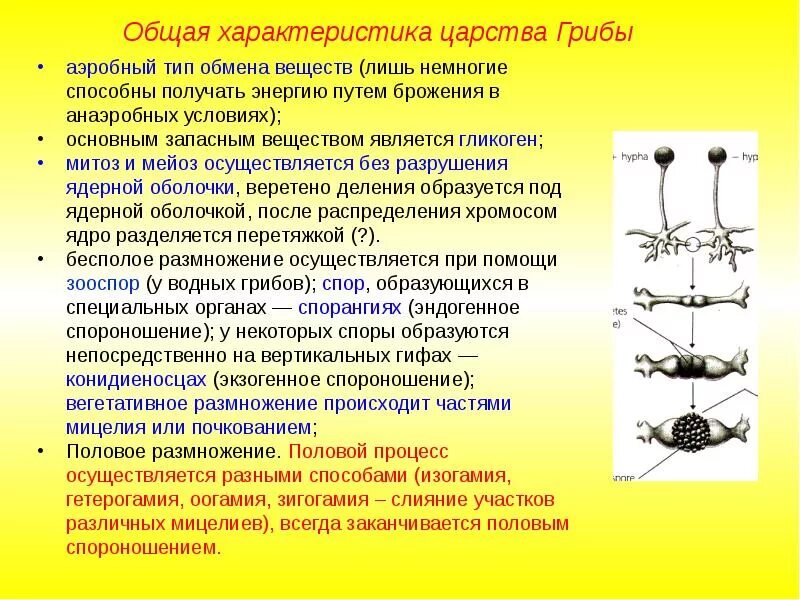 Обмен ядрами в процессе размножения происходит у. Грибы общая характеристика строение и размножением. обмен веществ у грибов. выделяемые вещества у грибов. особенности обмена веществ у грибов.