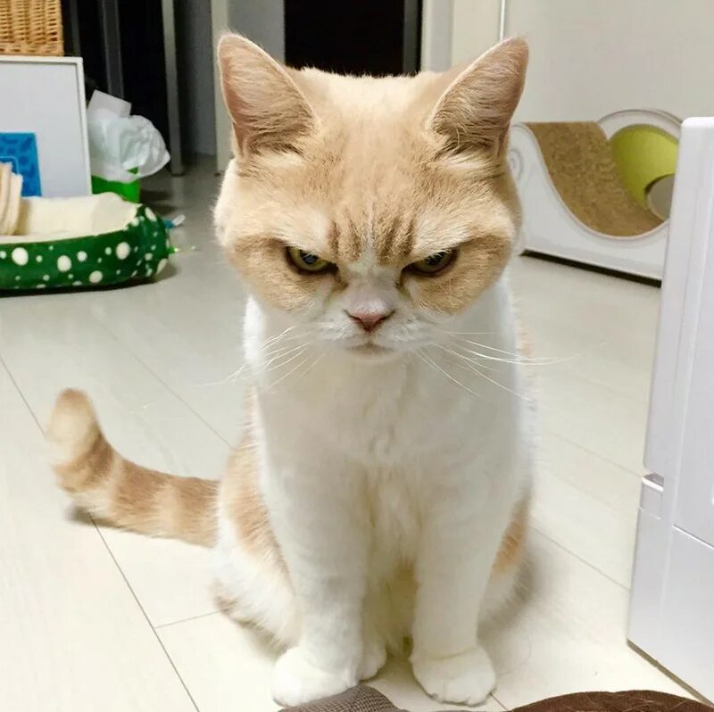 Злая мило