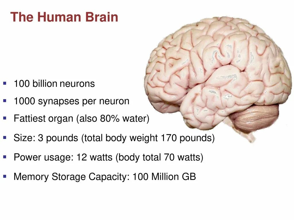 Мозг тема для презентации. Мозг и информация. Physical structure of the Human Brain.