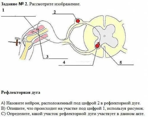 Вставочный Нейрон в рефлекторной дуге. Рефлекторная дуга рисунок. Рефлекторная дуга задания. Участки рефлекторной дуги