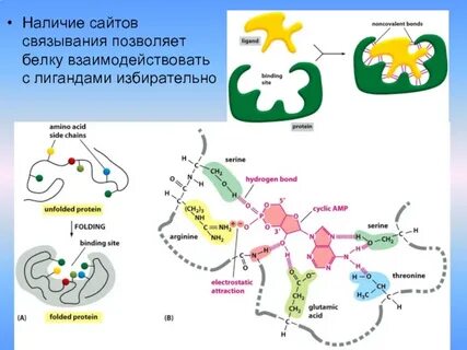 Нерегулярные белки