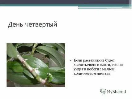 Традесканция строение листа