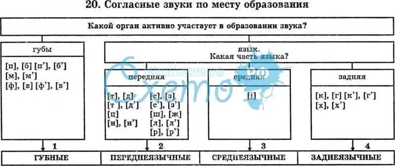 Классификация согласных в русском языке. Переднеязычные зубные согласные. Переднеязычные звуки. Заднеязычные звуки. Согласный щелевой губно-губной.