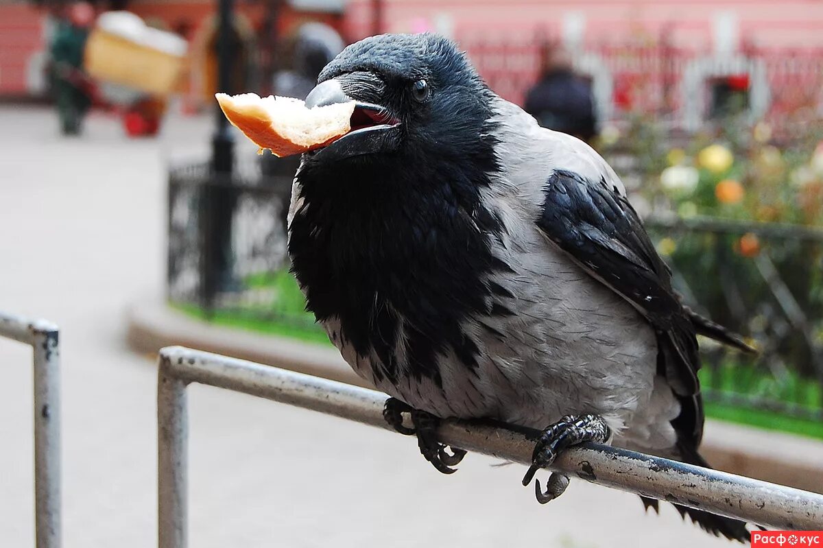 Птицы едят железо. Ворона. Ворона городская. Городские вороны. Ворона с едой в клюве.