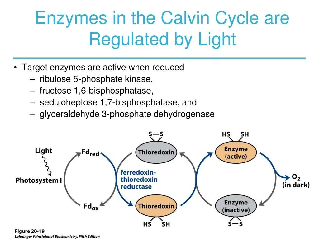 Proleptic revised metonic cycle. Calvin cycle. цикл кальвина в матриксе митохондрий. calvin cycle full. fructose 2 6 bisphosphatase.