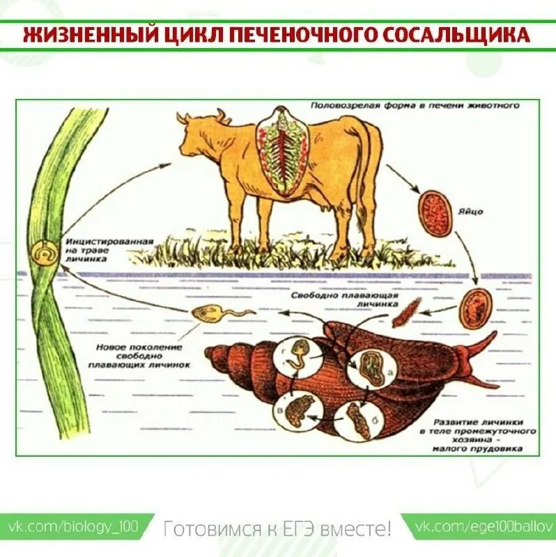 Схема развития фасциолы обыкновенной. Дирофилярия жизненный цикл у человека. Срадидии развития блох. Цикл животных. Жизненный цикл гельминтов схема.