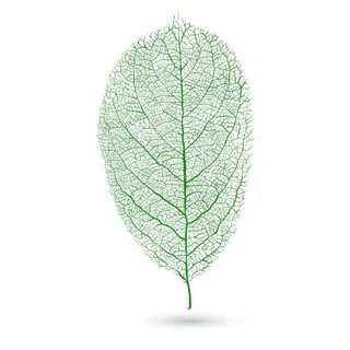 Green leaf перевод