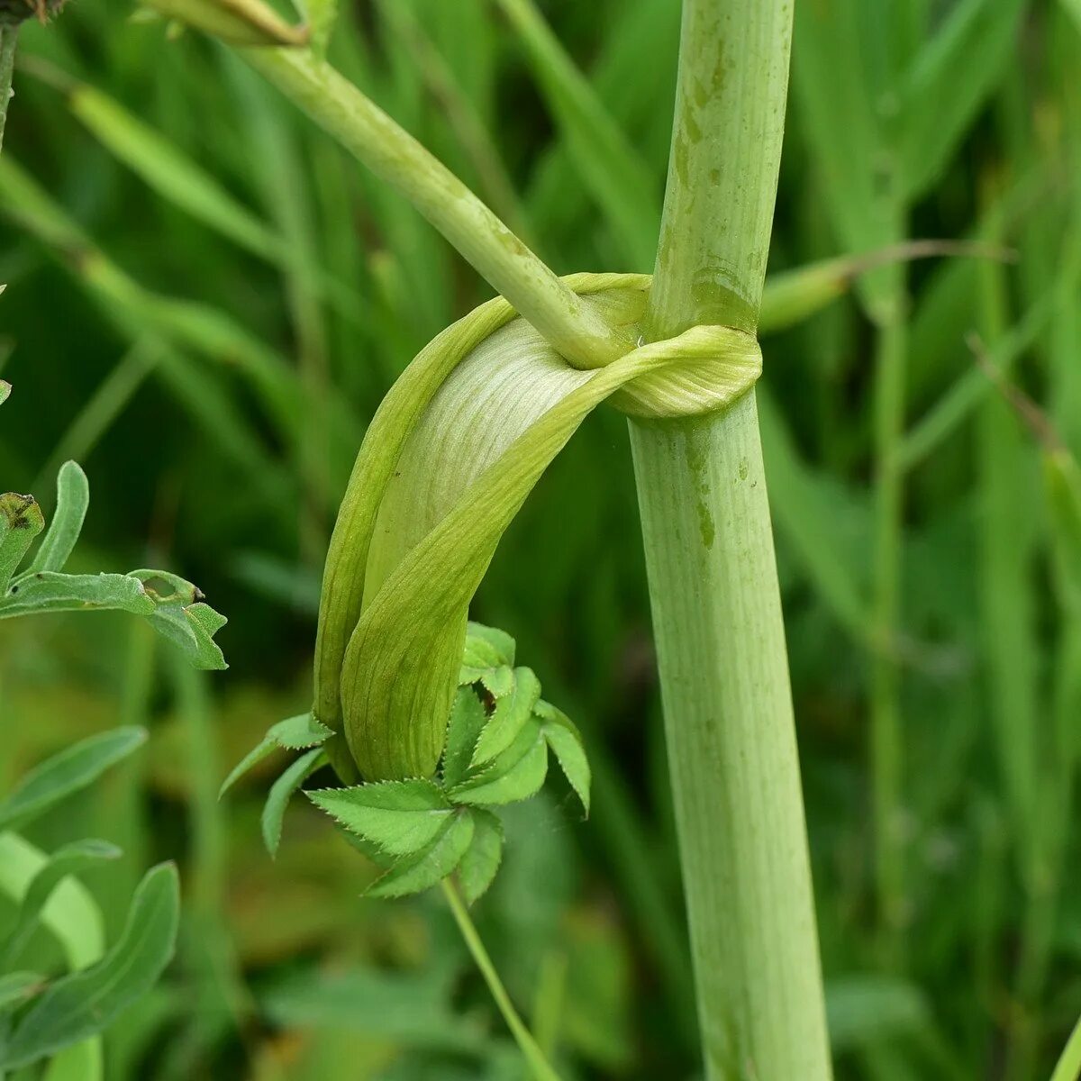 костяника ягода. заячья капуста на ольхоне. свербига луговая. как называются съедобные растения. как называются съедобные растения.