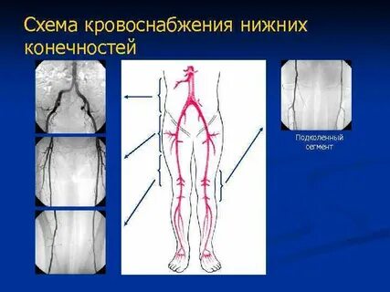 Сегменты конечностей
