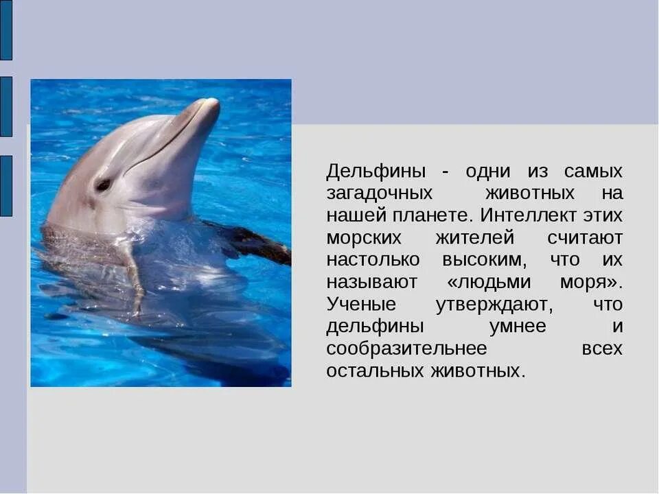 Доклад про дельфинов. Морских животных. Презентация про дельфина. Ребенок дельфина. Впр текст про дельфинов