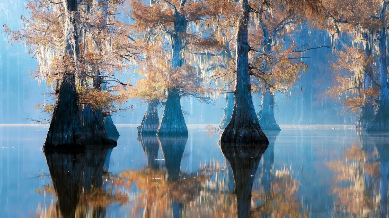 Деревья смотрят в воду. Озеро Каддо. Озеро Каддо в Техасе. Каддо США. Кипарис Миссисипи.