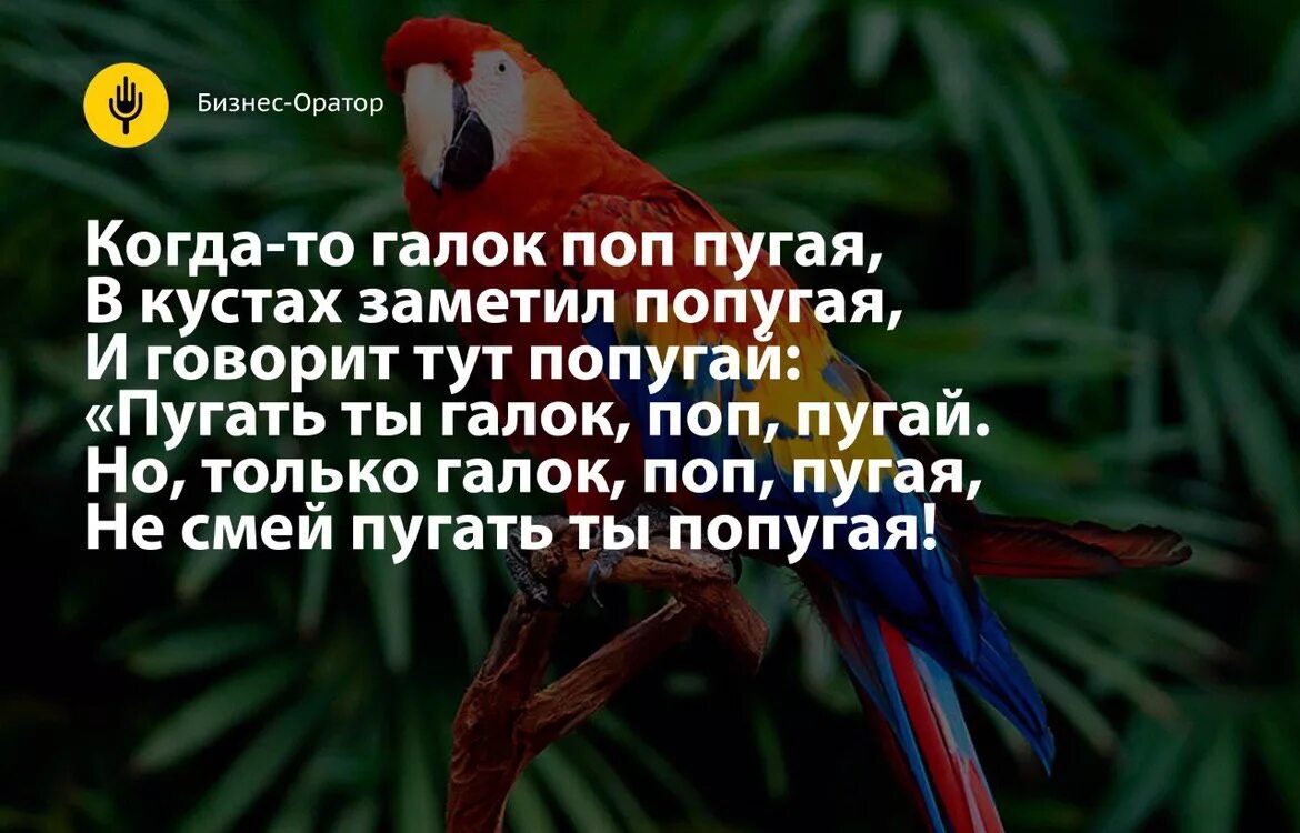 Какие слова говорят попугаи. Стих про попугая. Скороговорка про попугая. Попугай попугаю скороговорка. Скороговорка про попугая для детей.