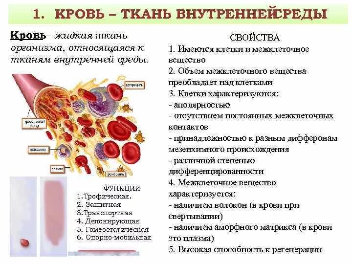 Кровь жидкая соединительная ткань функции. Соединительная ткань кровь функции. Соединительная ткань кровь особенности. Кровь и лимфа соединительная ткань строение и функции.