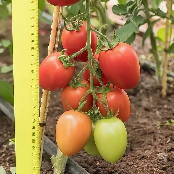 томат марселон. томат марселон. томат марселон f1. томат антюфей f1. томат марселон f1.