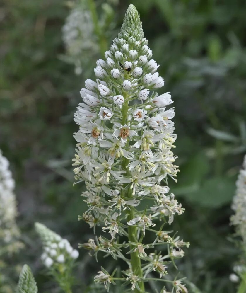 Резеда душистая. Цветок Резеда душистая. Reseda odorata. Резеда белая. Резеда душистая семена