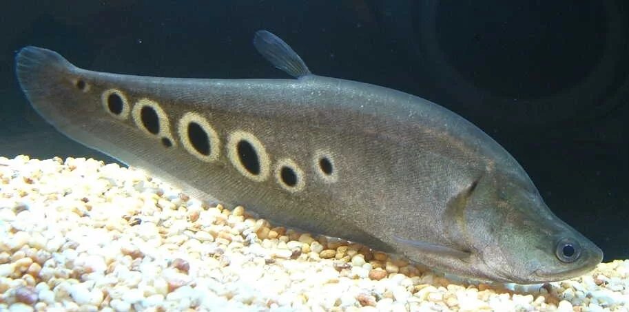 Красноперая щука. Рыба нож глазчатый. Читала рыба. Мемы про рыб. Хитала орната.