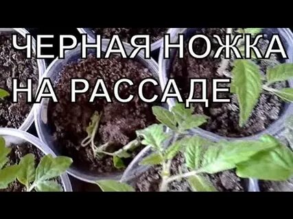 Почему падает рассада помидор после пикировки