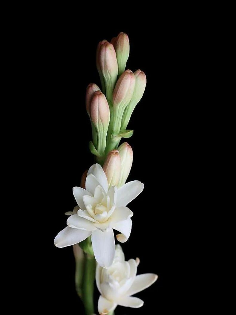 Tuberose. Полиантес Тубероза. Цветок полиантес Тубероза. Тубероза (Polianthes tuberosa). Тубероза (полиантес клубненосный).