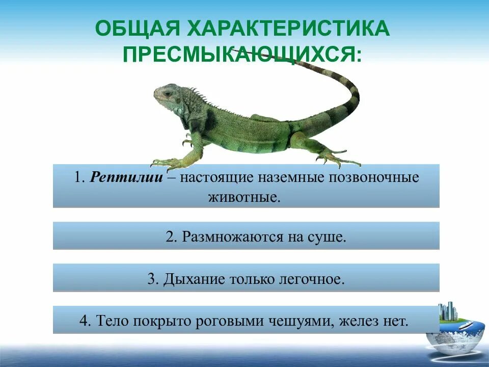 Важность сохранения в природе рептилий на примерах. Характеристики пресмыкающихся 2 класс. Класс земноводные класс пресмыкающиеся. Общие черты пресмыкающихся. Рептилии характеристика.