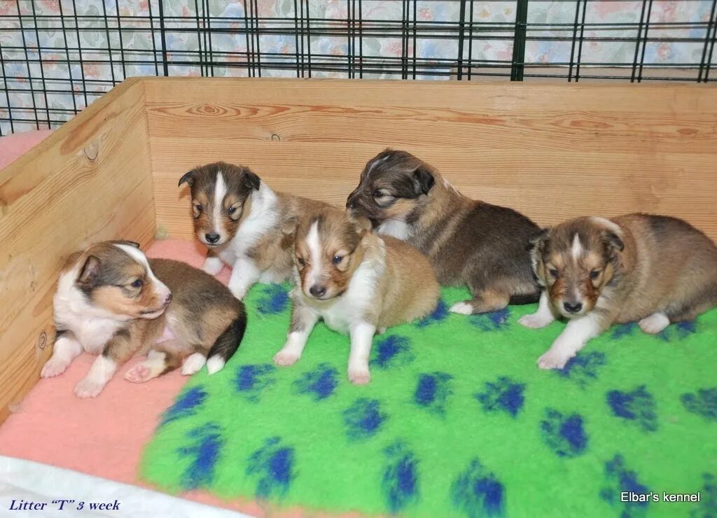 Разные щенки в одном помете. Помет щенков. Новорожденные лабрадоры. Родился помет щенков. Разные щенки в одном помете.