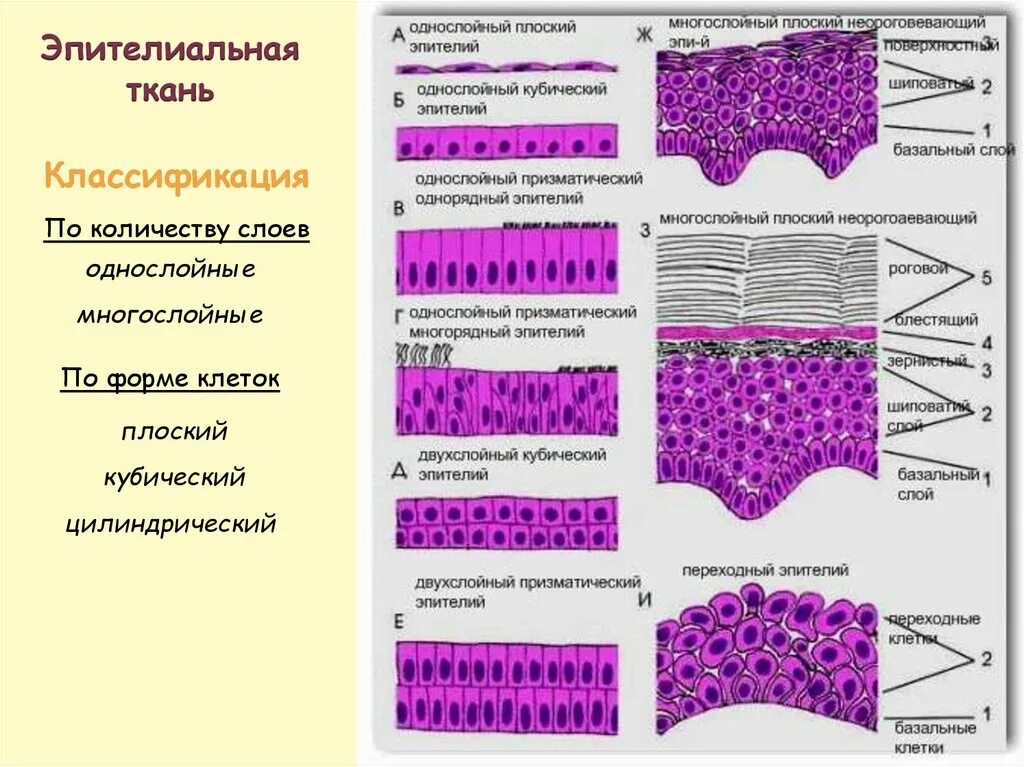 Слои переходного эпителия