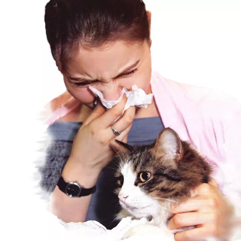 Аллергия на шерсть животных. Аллерген шерсти кошки. Аллерген шерсти кошки. Аллерген шерсти кошки. Домашние животные и человек.