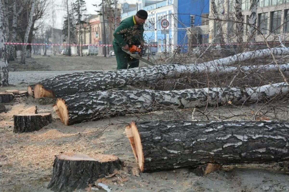 Спиленная секвойя 1892. Вырубка старых. Вырубка старых. Гигантские секвойи сша 19 век. Лесорубы секвойя 19 век.