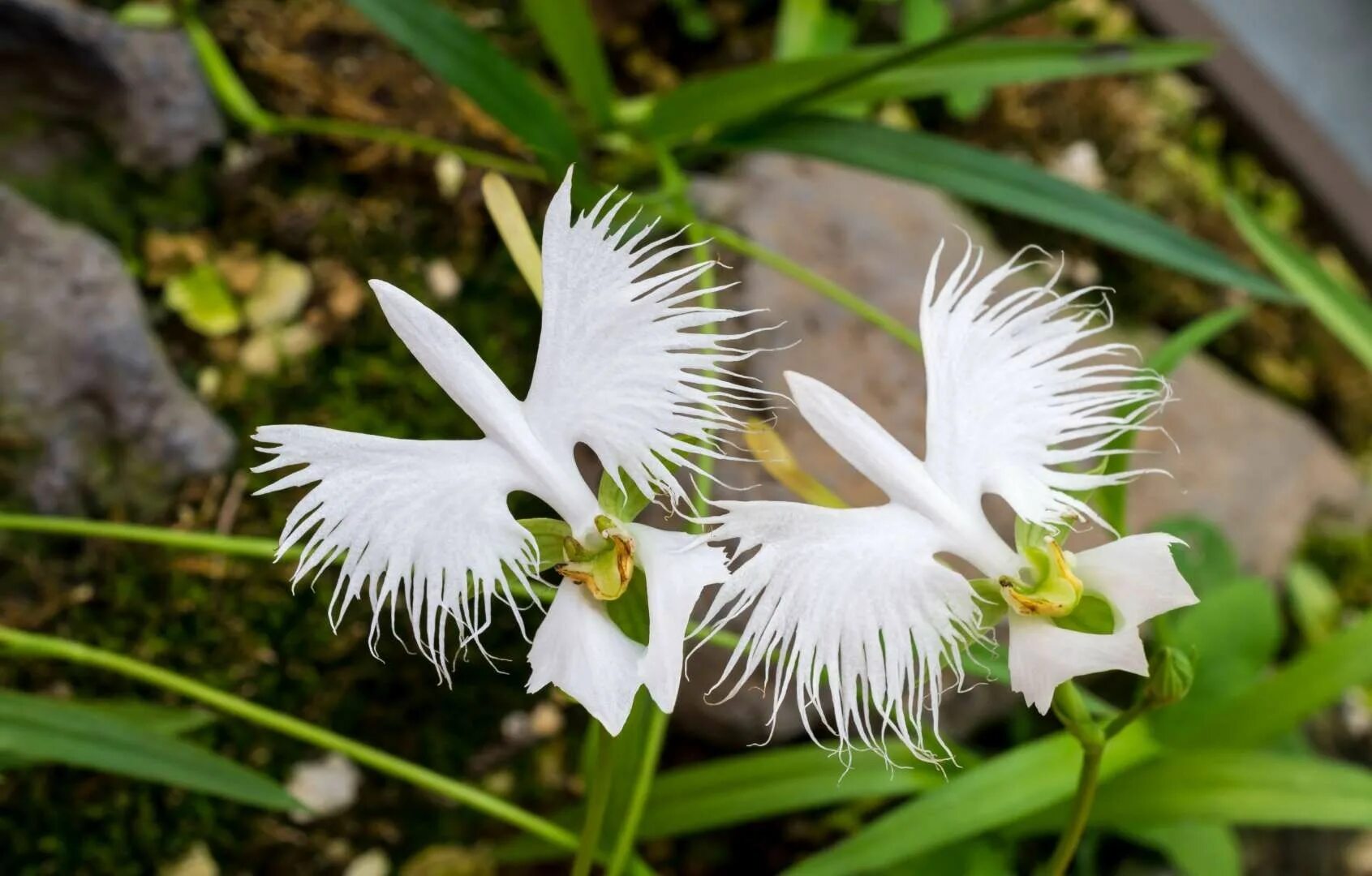 White unique. Орхидея хабенария Радиата. Орхидея хабенария Радиата семена. Орхидея японская хабенария. Поводник Лучистый.