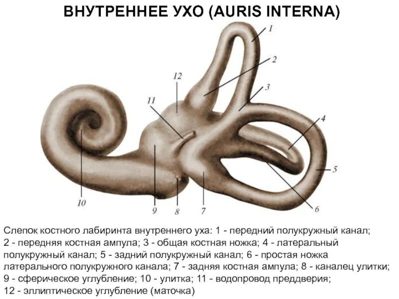 Внутреннее ухо костный Лабиринт. Строение уха костный Лабиринт. Костный Лабиринт внутреннего уха анатомия. Эллиптическое углубление внутреннего уха.