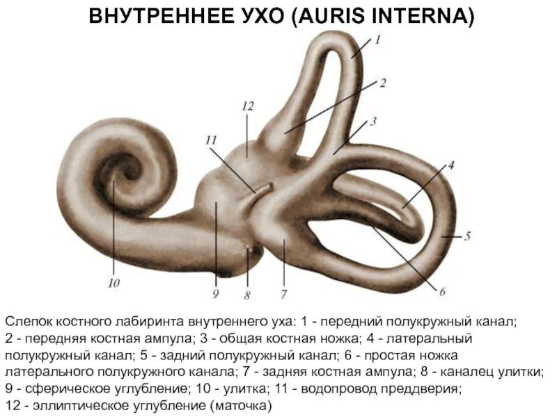 Позадислепокишечное углубление анатомия. Ход брюшины синельников. Анатомия брюшина и брюшная полость. Внутреннее углубление. Строение уха костный лабиринт.