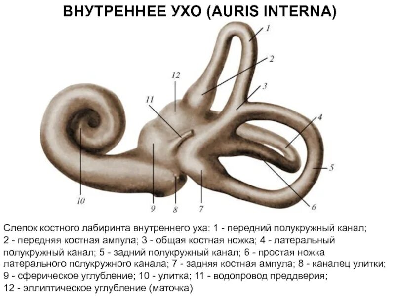 Улитка лабиринта внутреннего уха. Внутреннее ухо костный Лабиринт. Строение уха костный Лабиринт. Костный Лабиринт внутреннего уха анатомия. Эллиптическое углубление внутреннего уха.