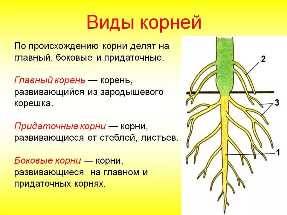 Появление вегетативных органов появление семени. Типы корневых систем у растений 6 класс. Главные боковые и придаточные корни. Строение . Функции . Типы корневых систем.