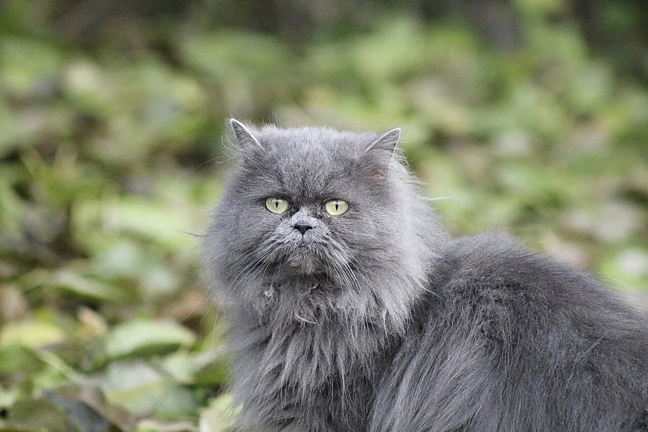 Метовые персы. Персидская голубая кошка. Персидская длинношерстная кошка. Персидский кот серый. Персидская длинношерстная шиншилла.