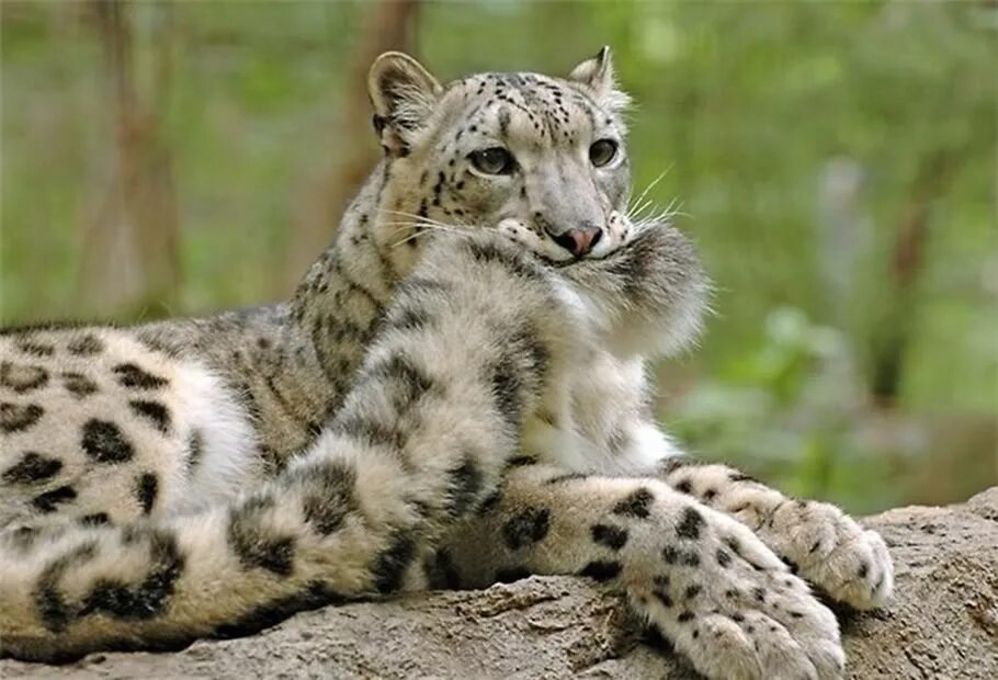 Tail biting