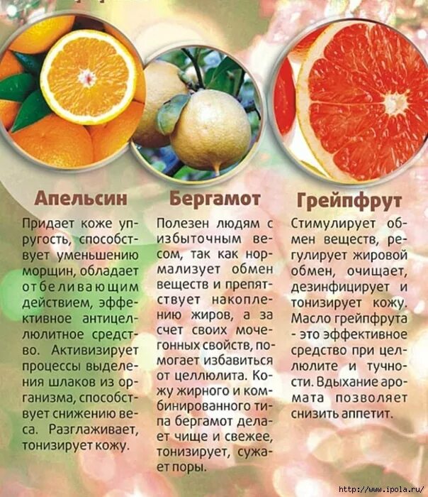 Грейпфрут свойства. Брошюра эфирные масла. Польза эфирных масел. Ароматерапия для похудения. Свойства эфирных масел в ароматерапии.