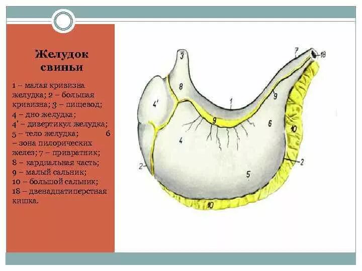 Желудок животных строение. Строение однокамерного желудка. Строение однокамерного желудка свиньи. Топография желудка свиньи. Однокамерный желудок у животных.