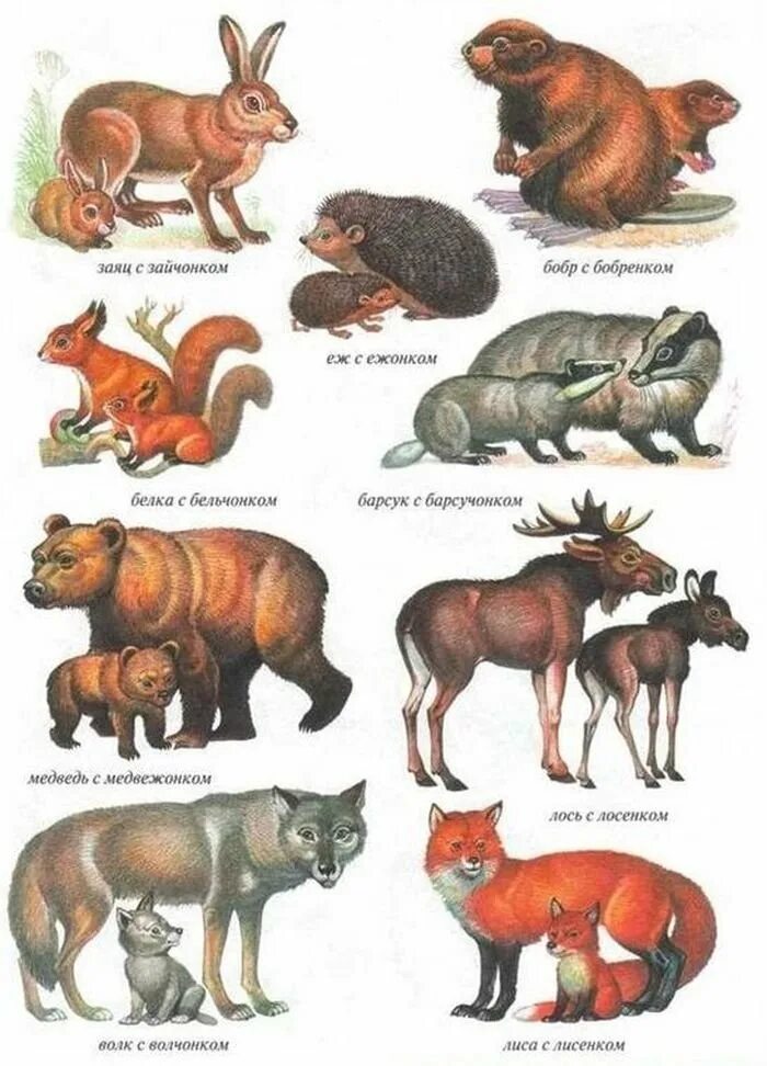Изображения дикие животные. Дикие животные и их Детеныши. Дикие животные для детей. Dikoe jiwotnyye. Животные леса.