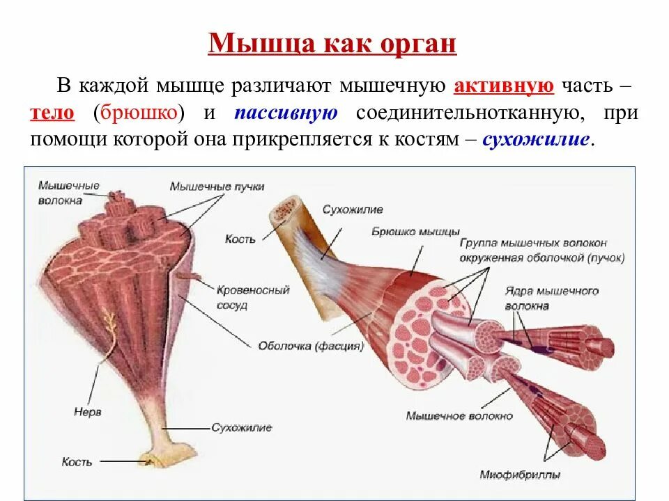 Строение мышц 8 класс биология. Составные части мышечного волокна. Структура ткани скелетной мышцы. Макро и микроскопическое строение скелетных мышц.