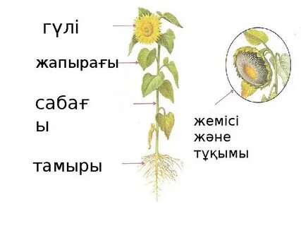 Жалаңаш денеге табыну