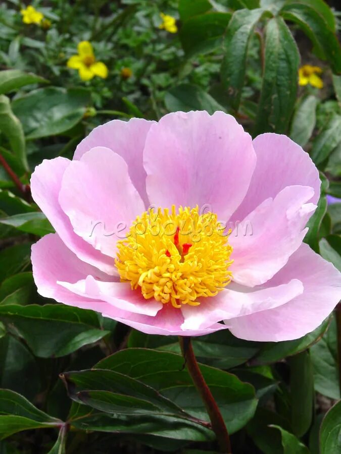 Peony 'Nymphe' Creative Gardening