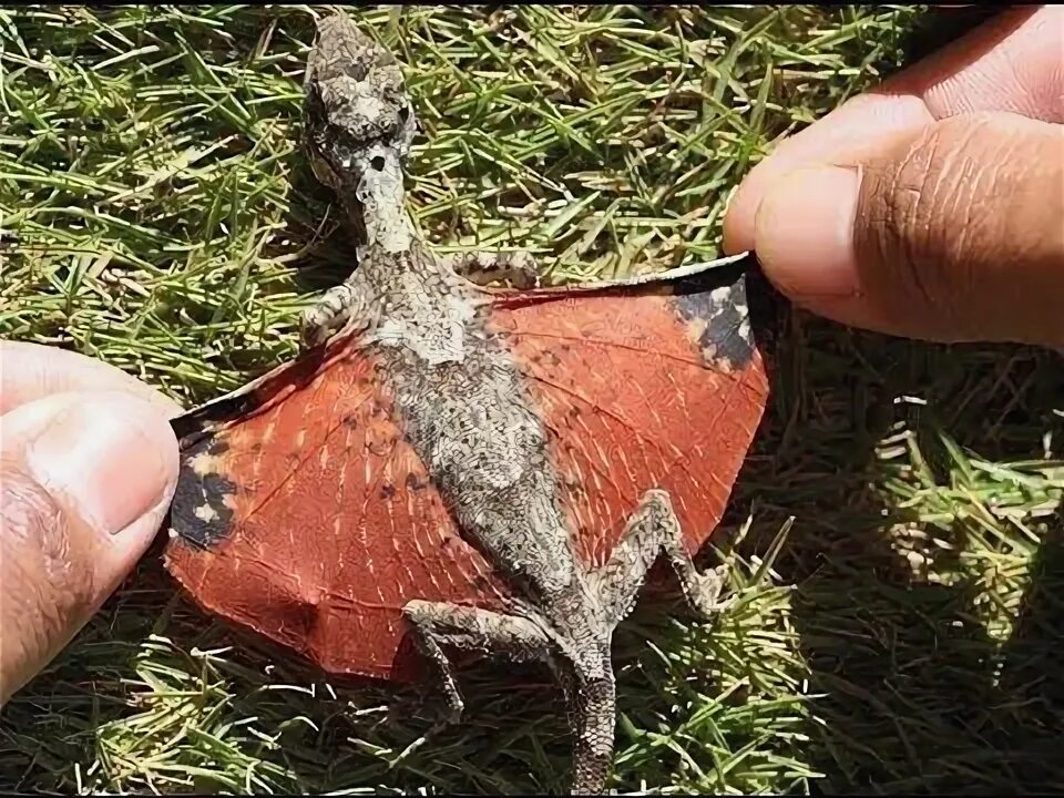Как выглядели драконы на самом деле Найдено тело настоящего дракона! Мировая Фантастика Дзен